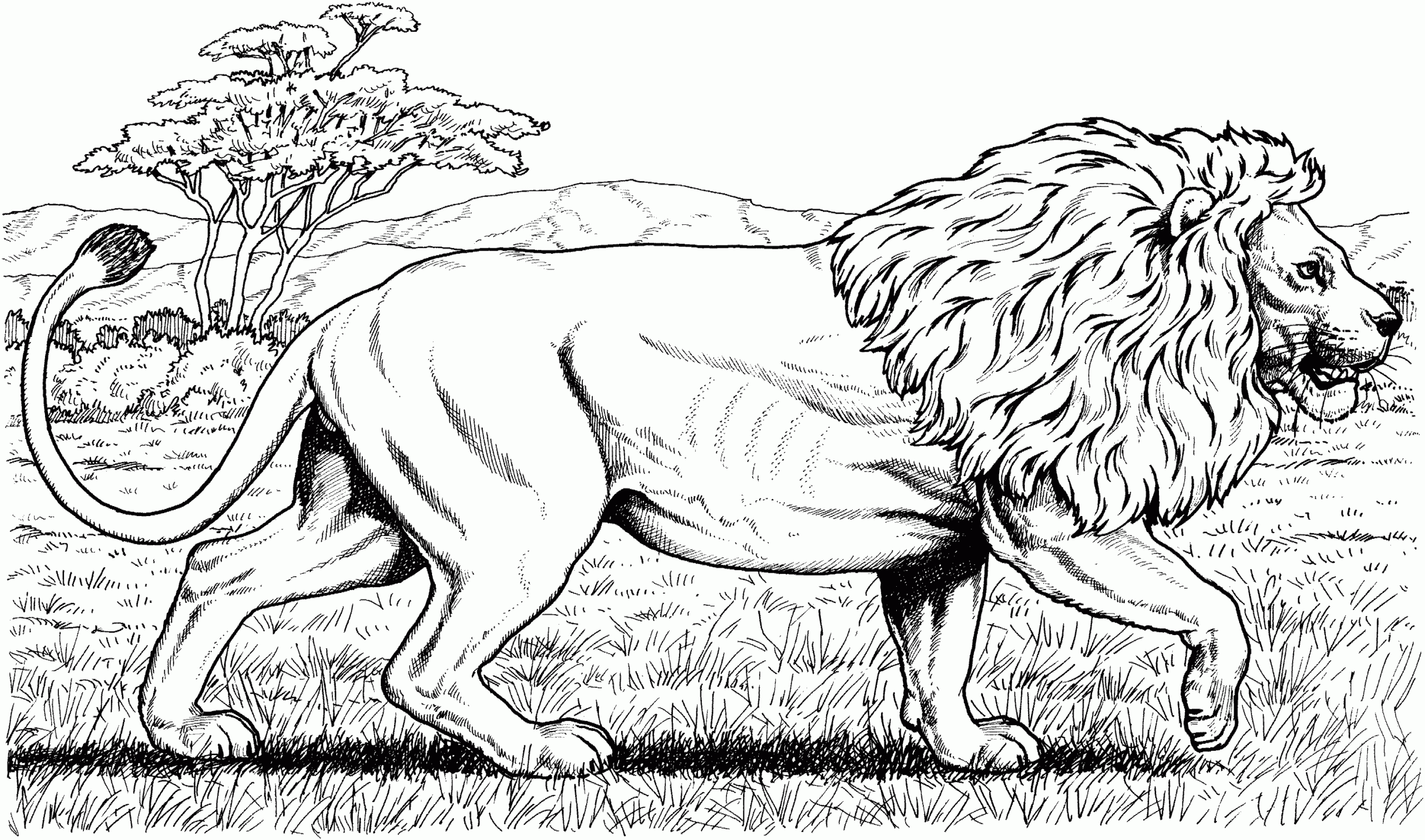 Lion Coloring Sheet Printable Lion Coloring Sheet Printable