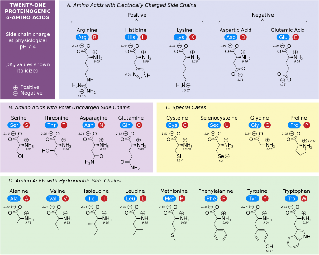 Amino Acid Chart ChemTalk Amino Acid Chart ChemTalk