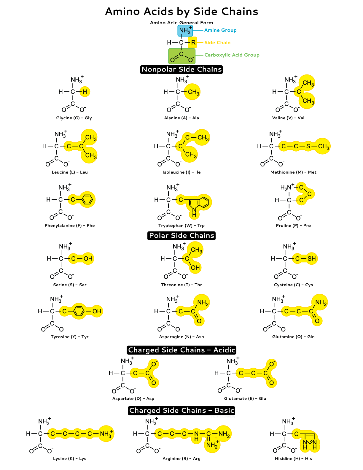 Printable Amino Acid Chart Printable Amino Acid Chart