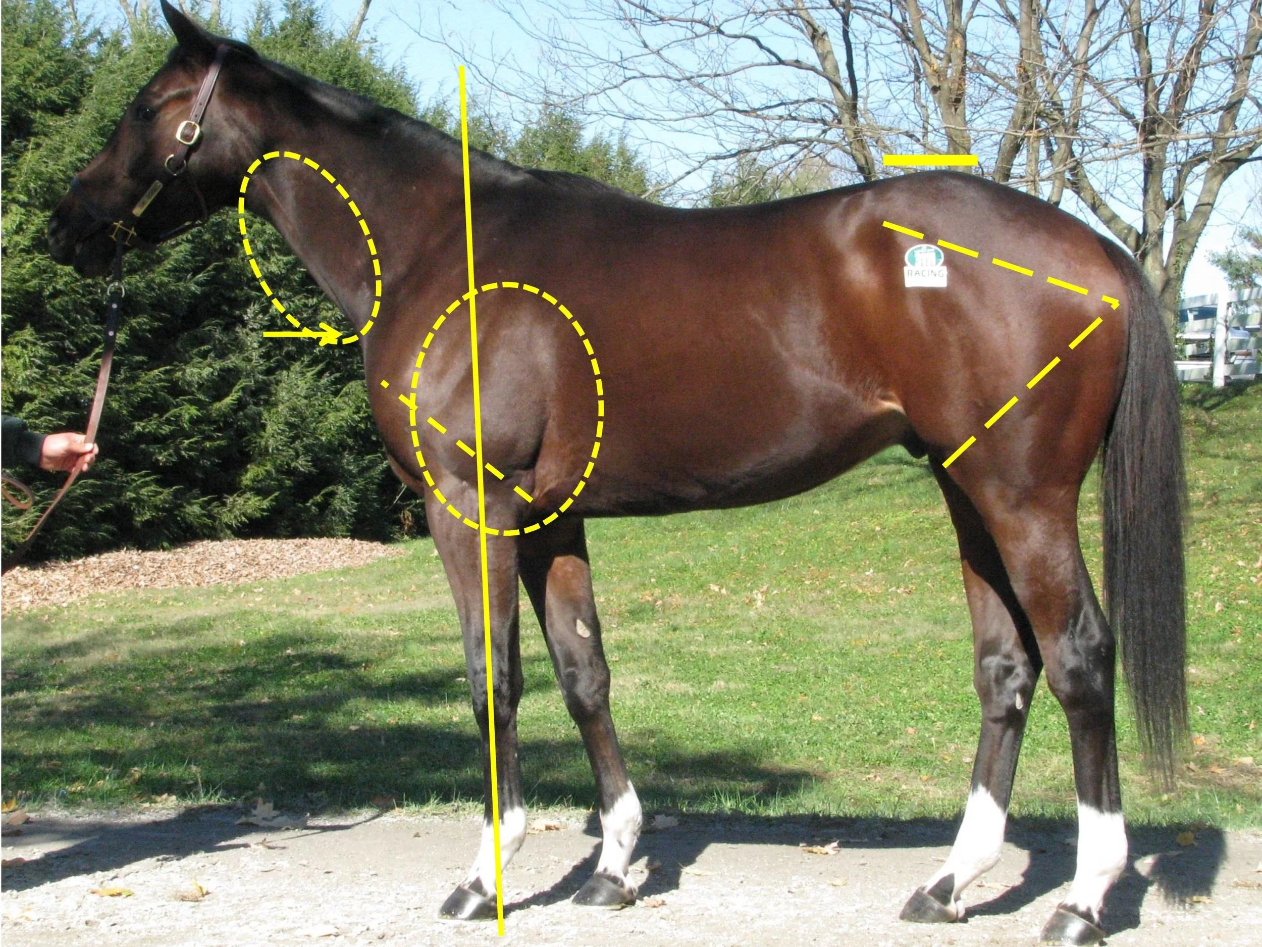 An Introduction To The Functional Aspects Of Conformation Trainer Magazine North American Article Index