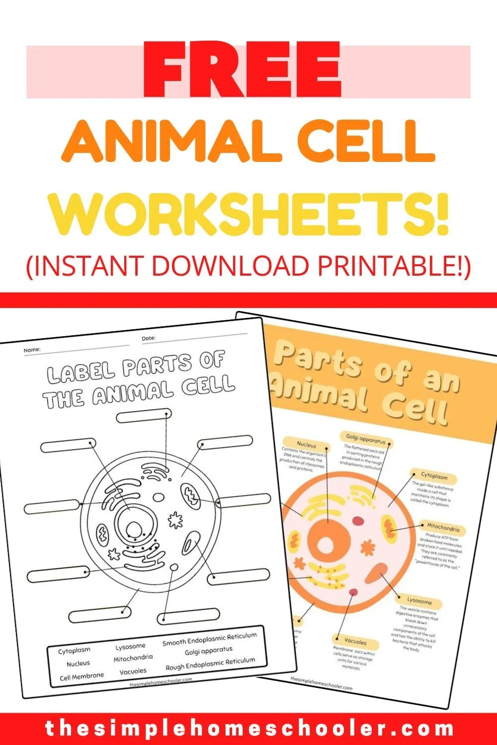 Best Free Animal Cell Worksheets With Answers Easy Print The Simple Homeschooler Best Free Animal Cell Worksheets With Answers Easy Print The Simple Homeschooler