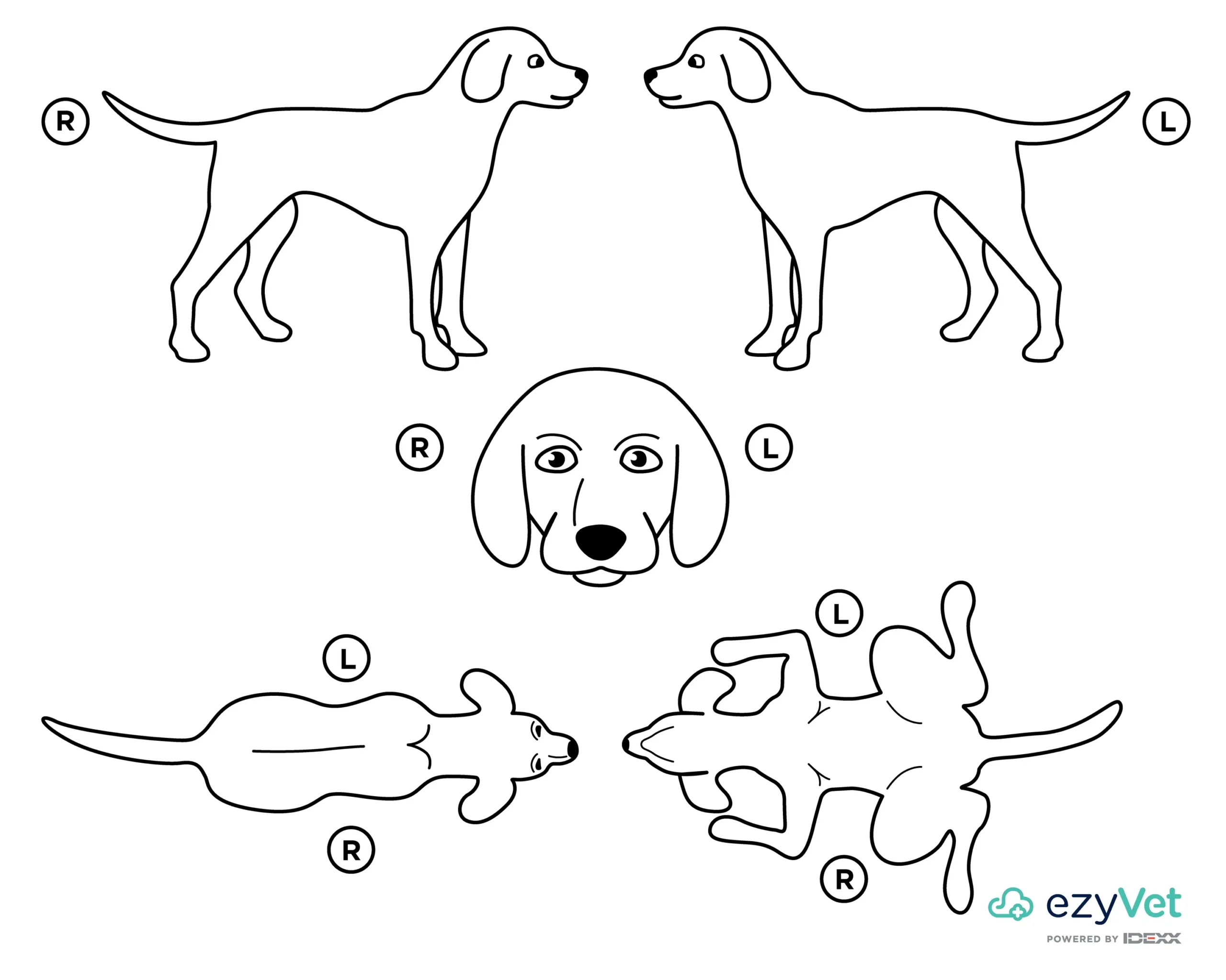 Canine Body Map EzyVet