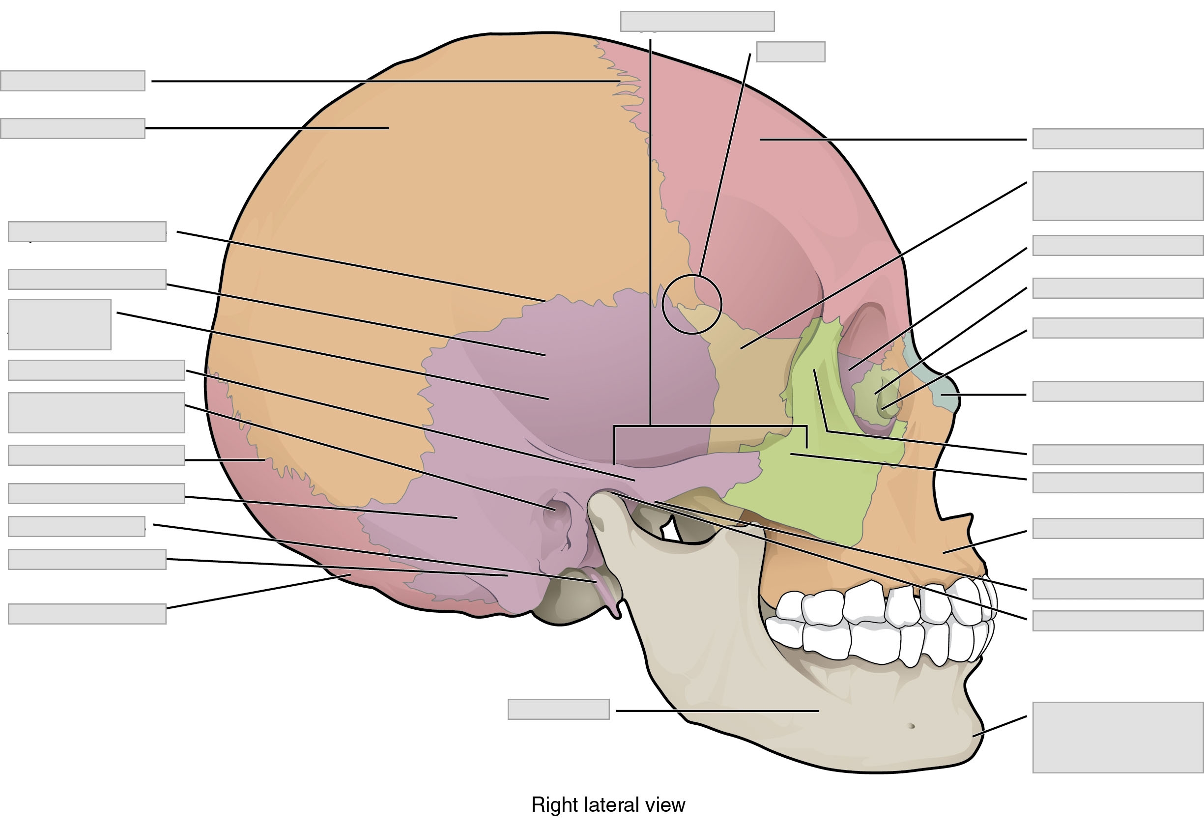 Chapter 7 Axial Skeleton Anatomy And Physiology Laboratory Worksheets Library