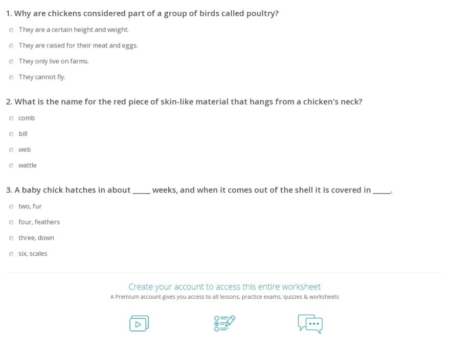 Chickens Quiz Worksheet For Kids Study