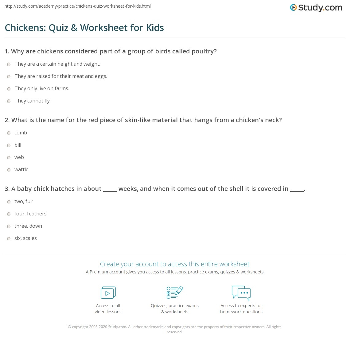 Chickens Quiz Worksheet For Kids Study