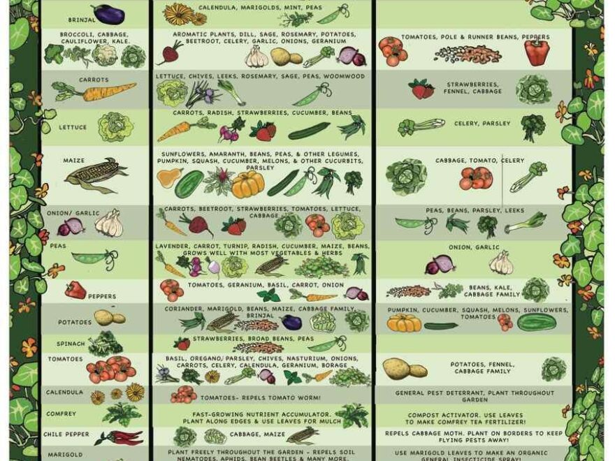 Companion Planting Chart Growin Crazy Acres