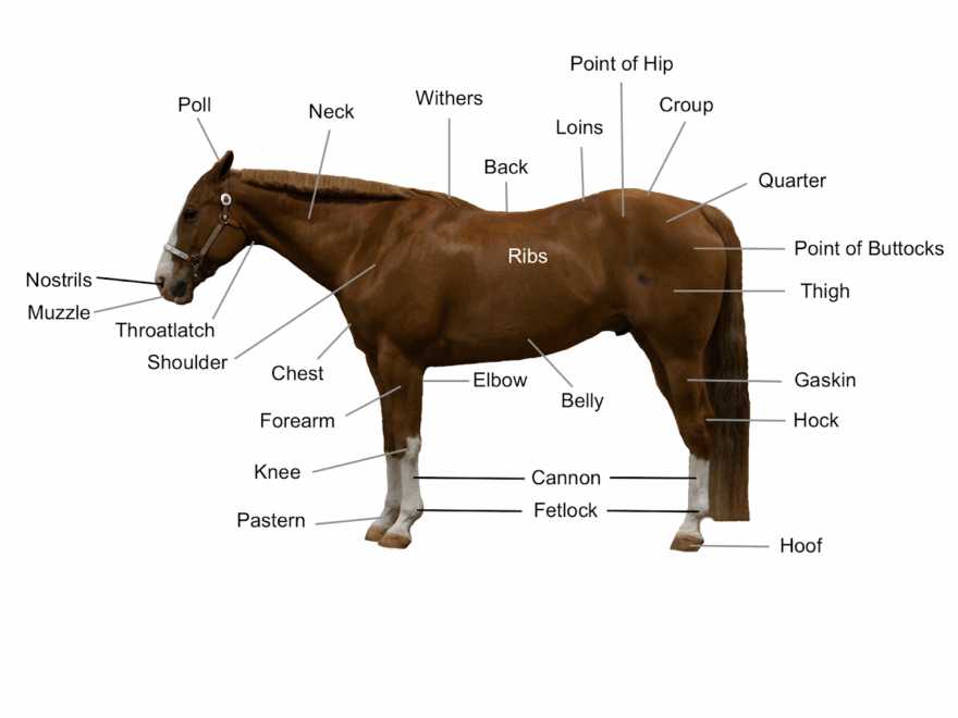 Conformation Of The Horse