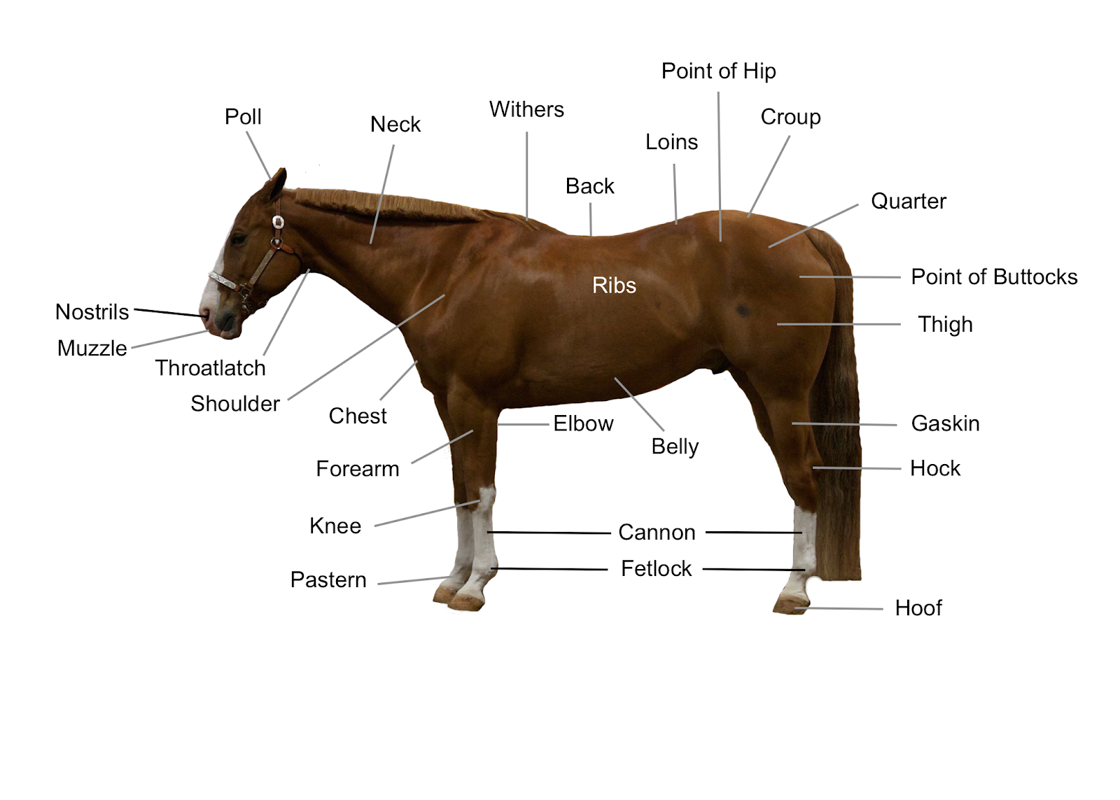 Conformation Of The Horse