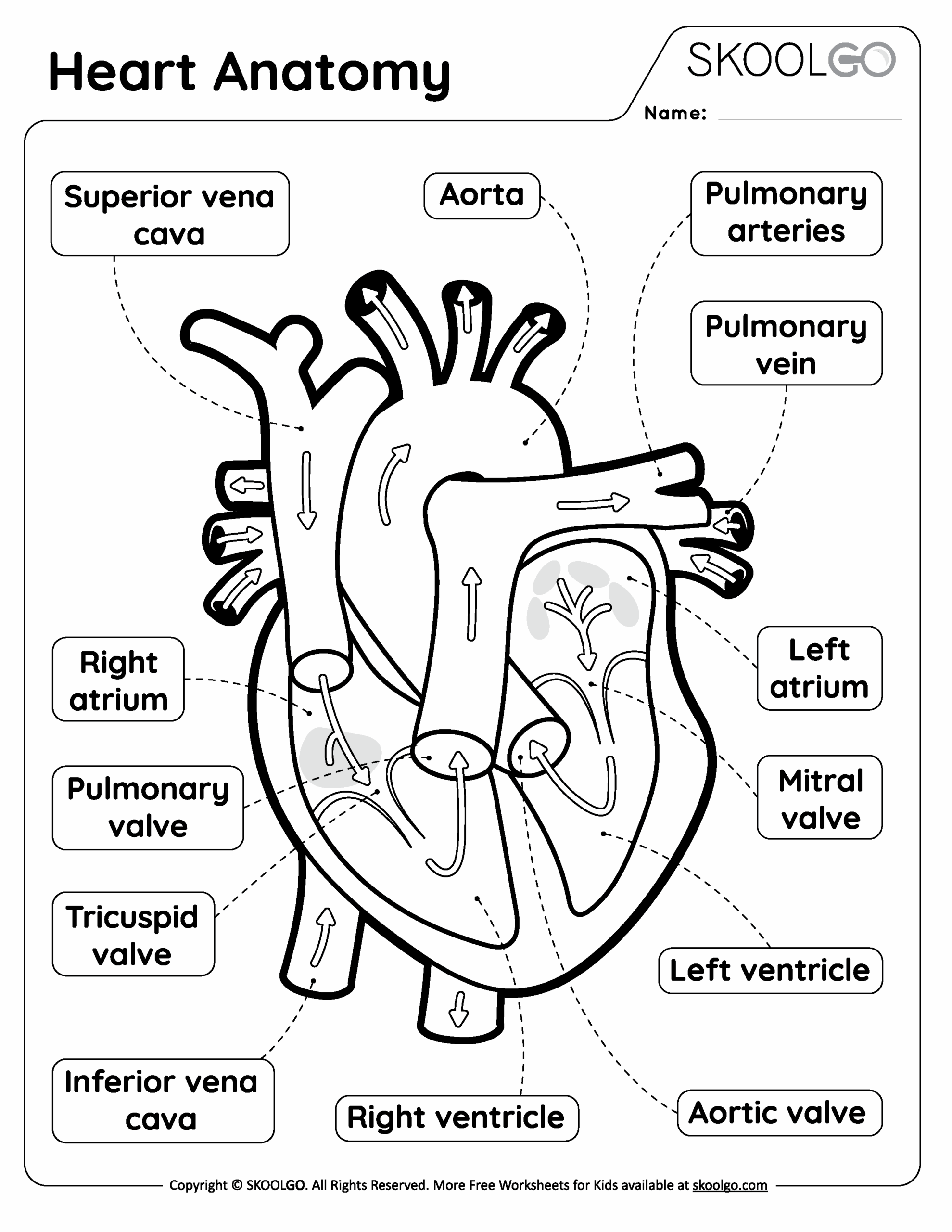 External Heart Anatomy Quiz Worksheets Library External Heart Anatomy Quiz Worksheets Library