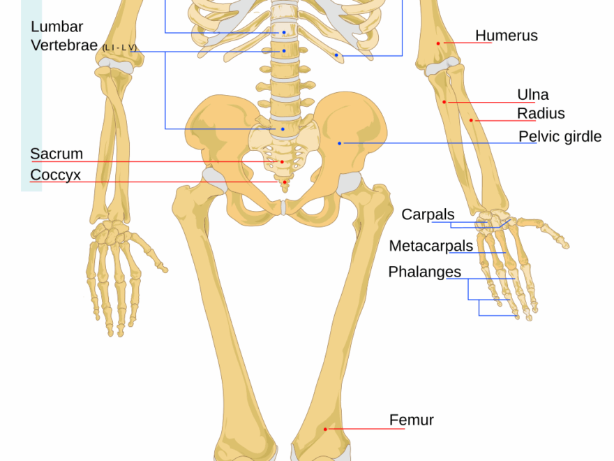 File Human Skeleton Front En svg Wikipedia