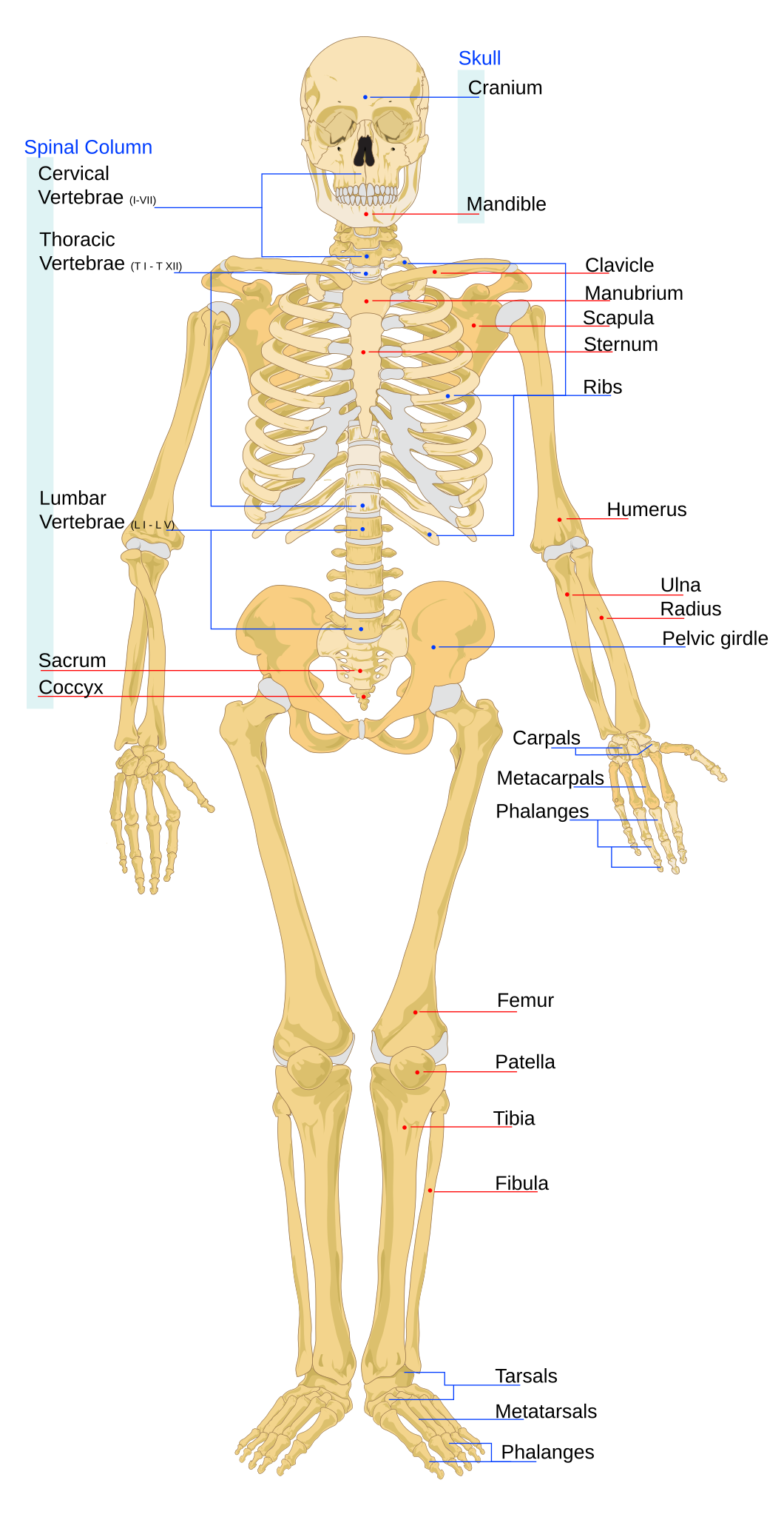 File Human Skeleton Front En svg Wikipedia File Human Skeleton Front En svg Wikipedia
