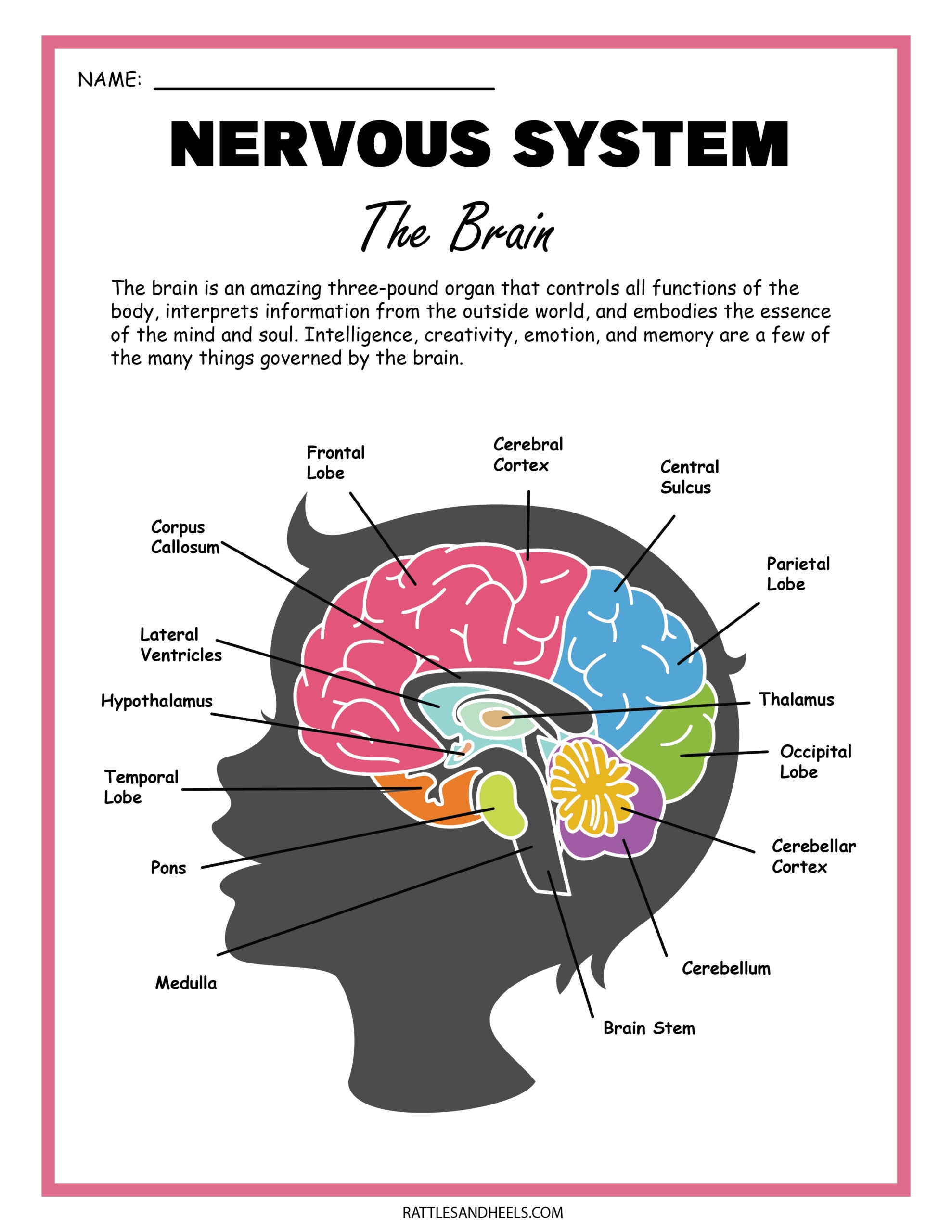 Printable Sheets Of The Nervous System