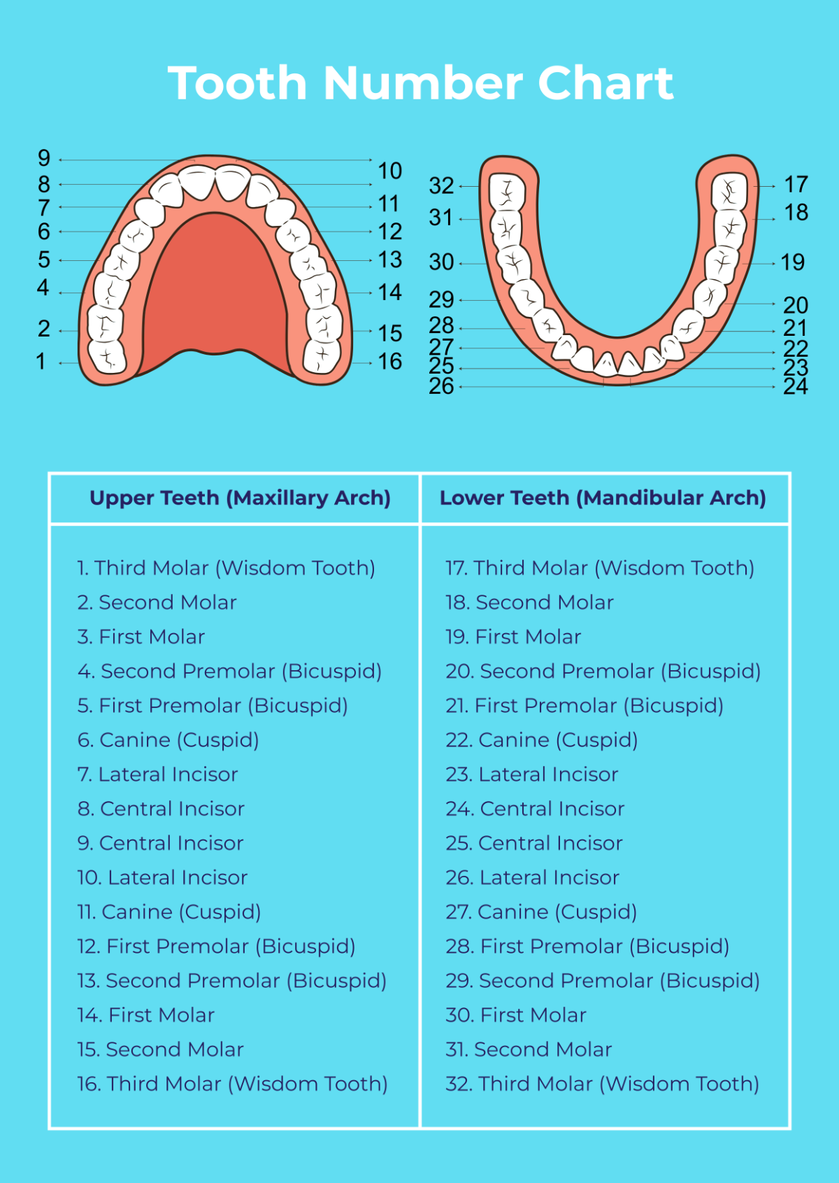 Printable Free Printable Tooth Number Chart Printable Free Printable Tooth Number Chart