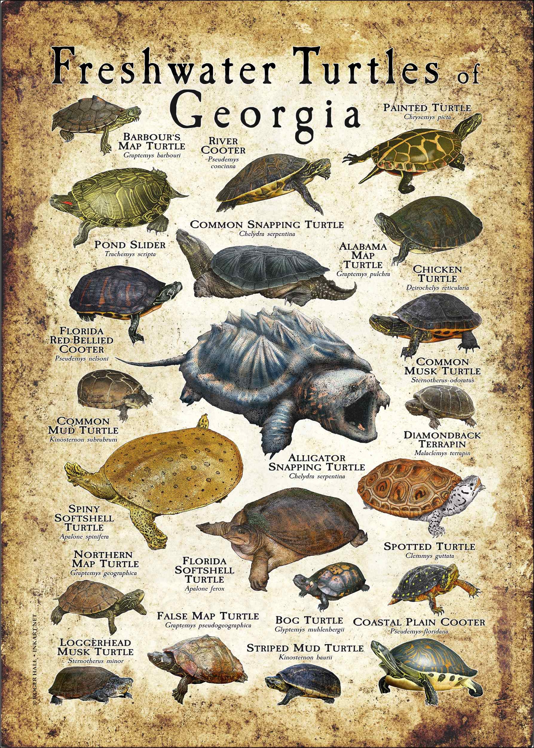 Atlanta Aquarium Field Guide Printable