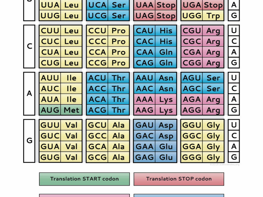 Genetic Code Chart PDF