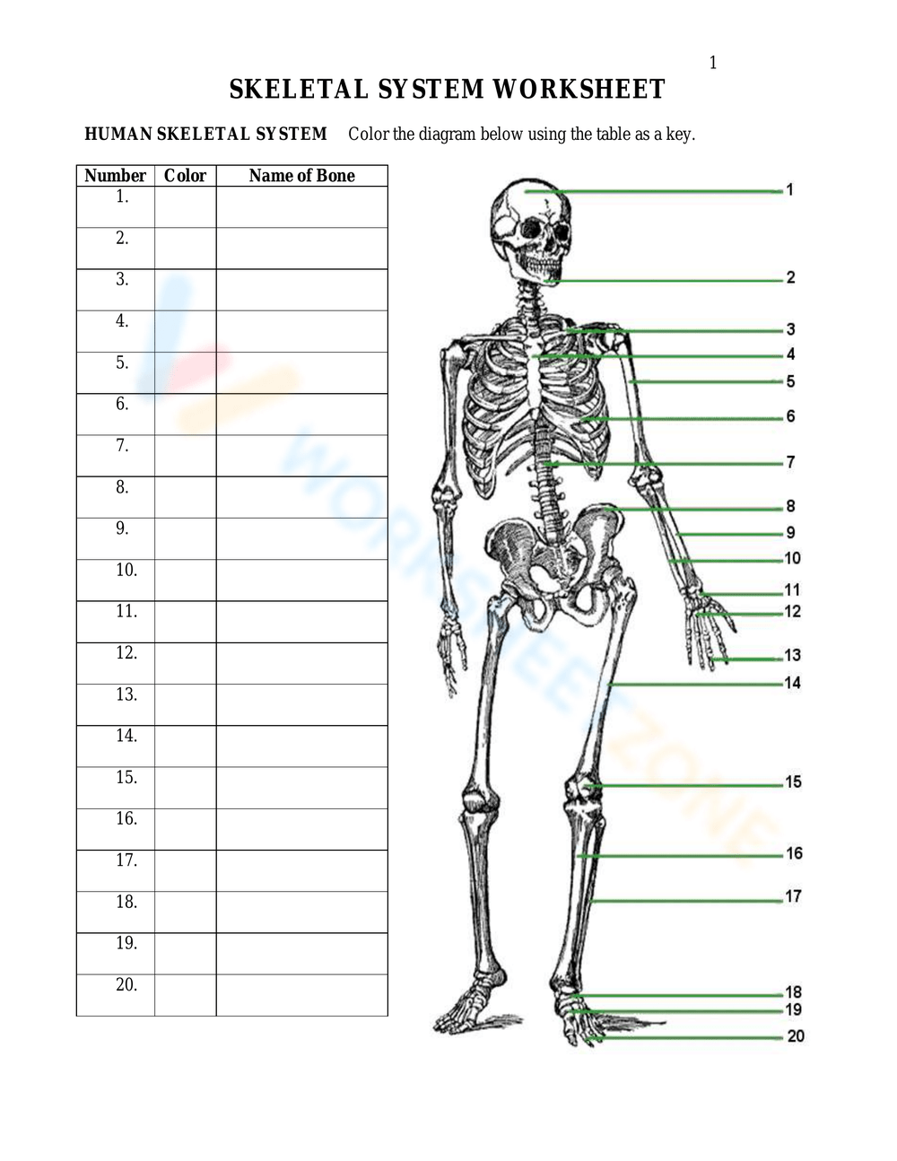 4th Grade Bones Quiz Printable