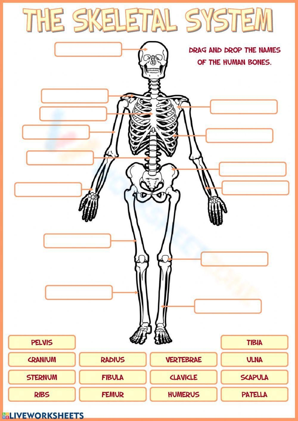 Grade 4 Bones Worksheets