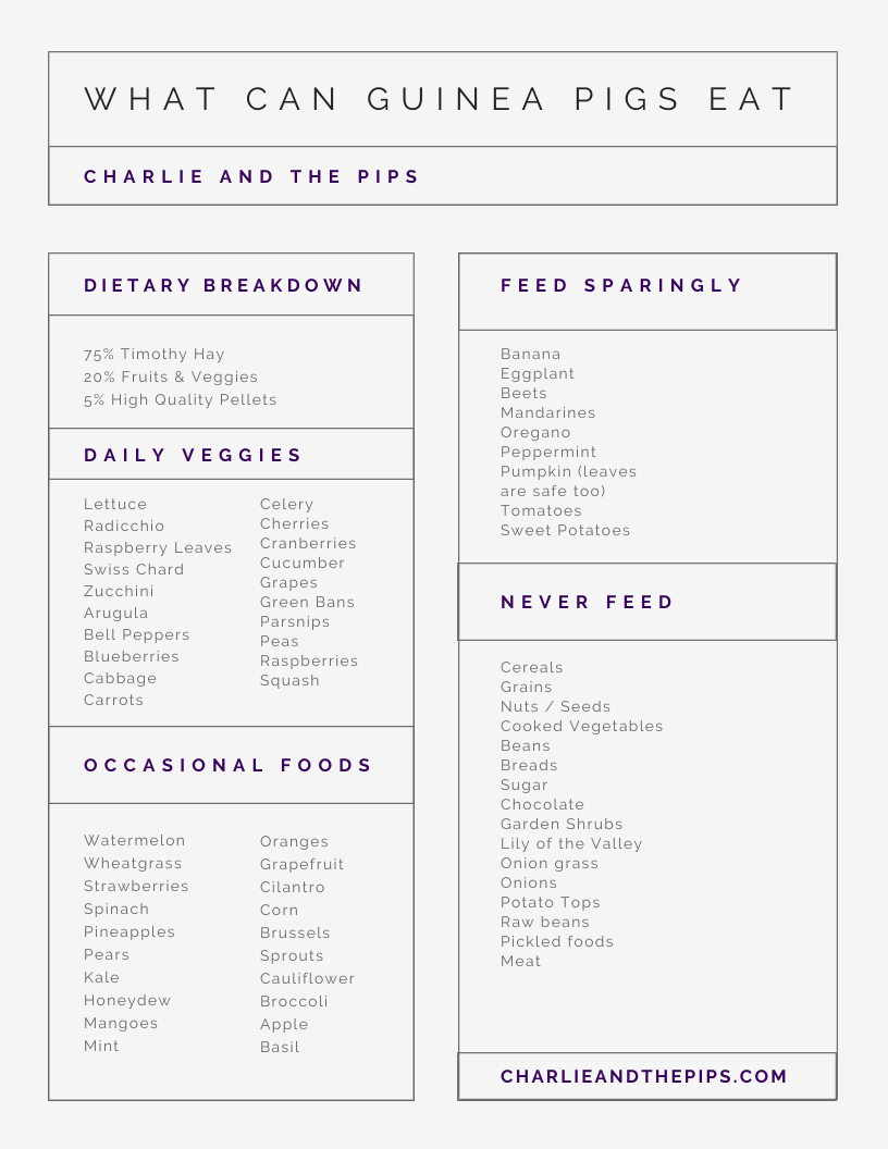 Guinea Pig Food List Printable 2025 Www kenyalogy