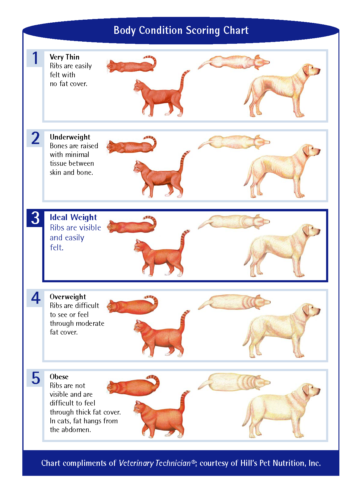 Printable Dog Body Chart