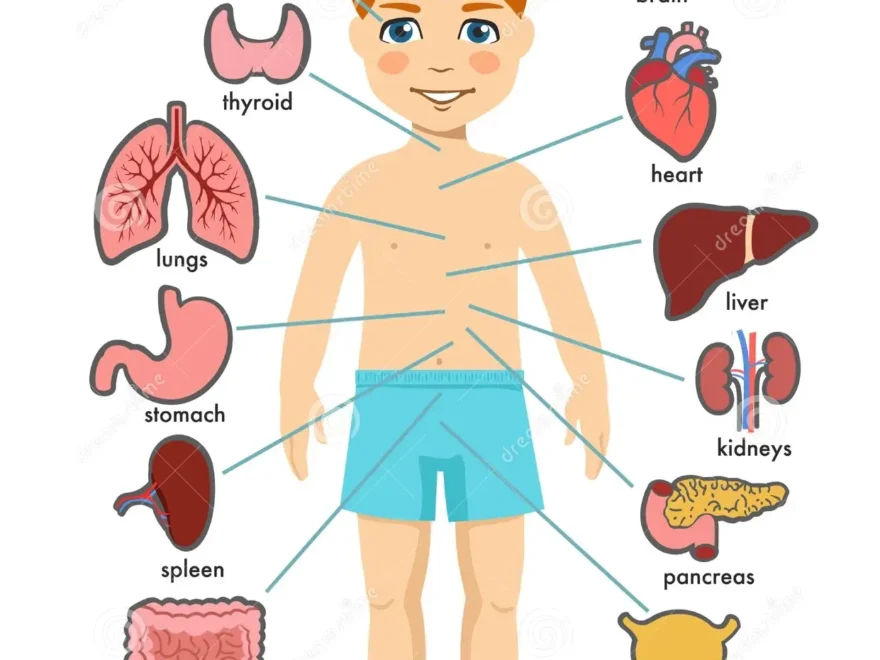 Human Body Anatomy Child Vector Medical Organs System Boy Body Internal Organs Stock Vector Illustration Of Lung Heart 177092685