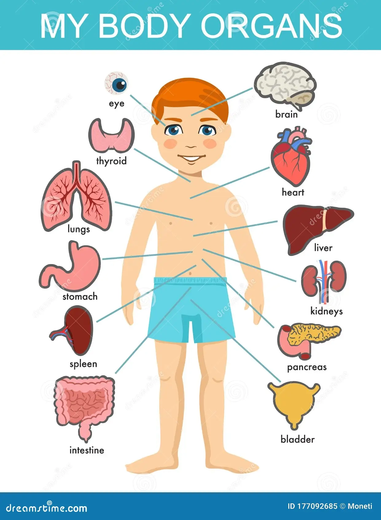 Human Body Anatomy Child Vector Medical Organs System Boy Body Internal Organs Stock Vector Illustration Of Lung Heart 177092685