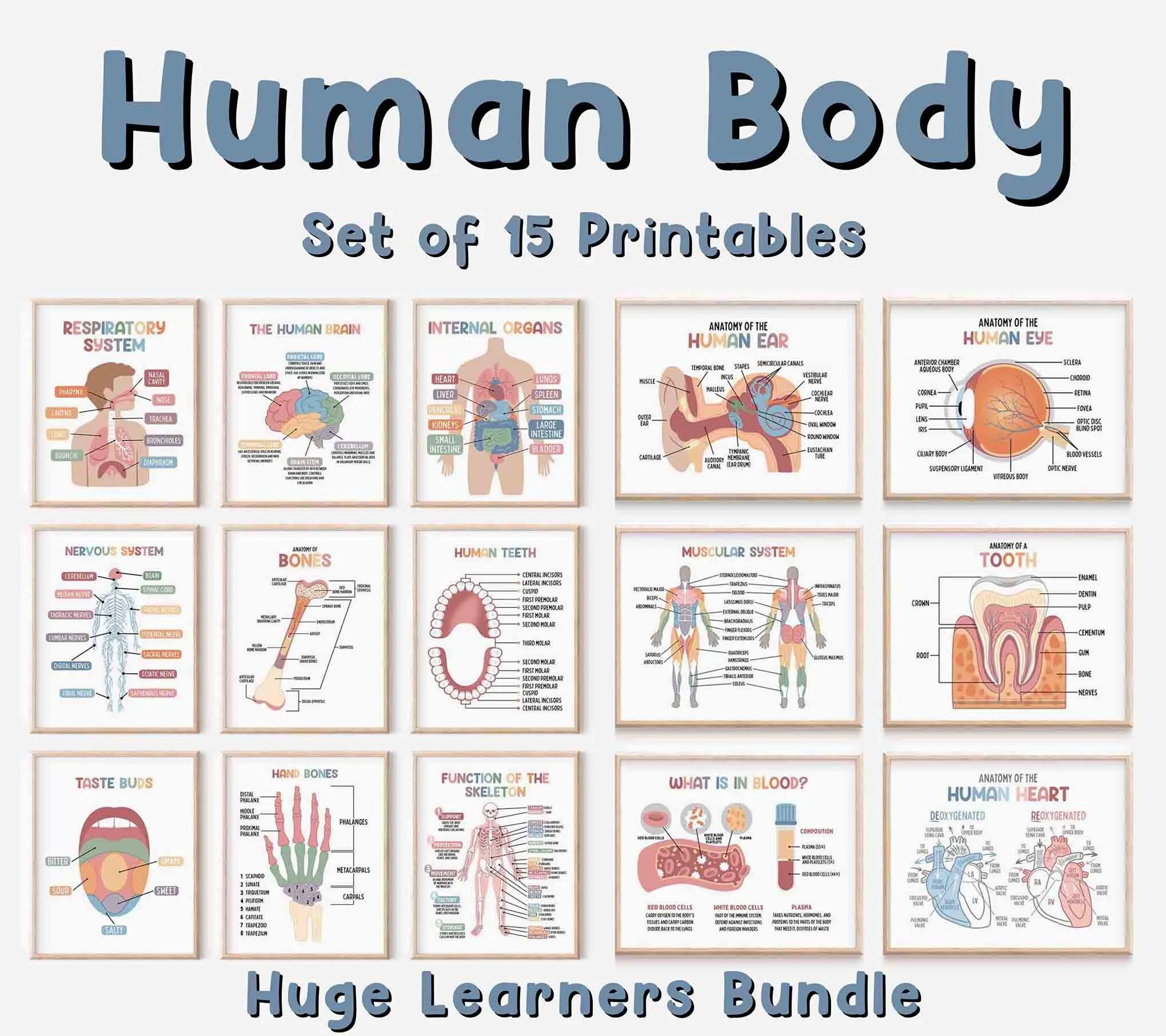 Human Body Set Of 15 Educational Posters Homeschool Wall Art Medical Print Science Instant Printable Future Doctor Medical Bundle Etsy