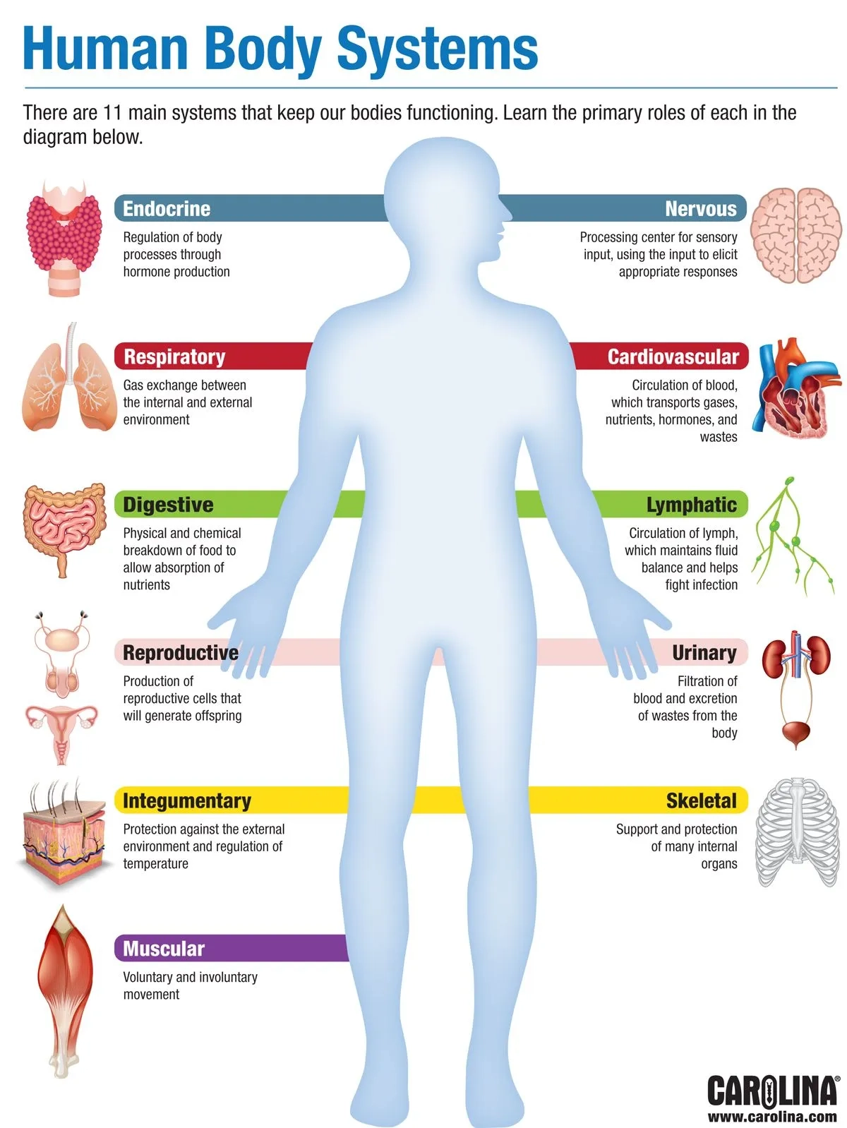 Body Systems Chart Printable For Kids