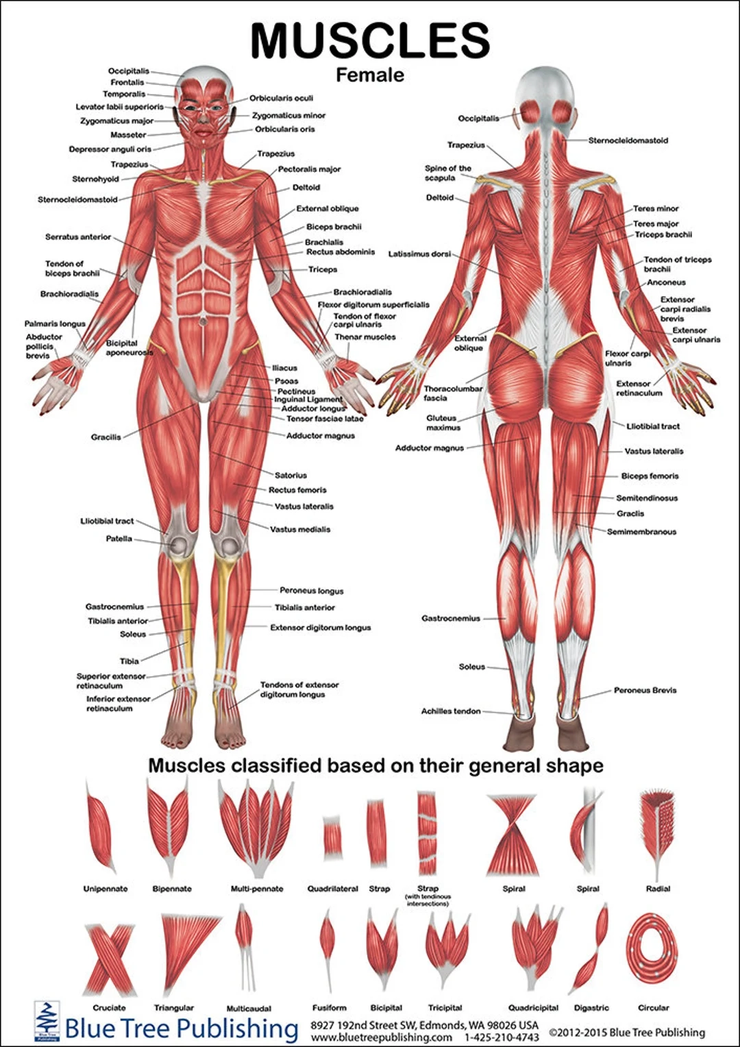 Muscles Female And Male Two View Anatomical Chart Etsy Muscles Female And Male Two View Anatomical Chart Etsy