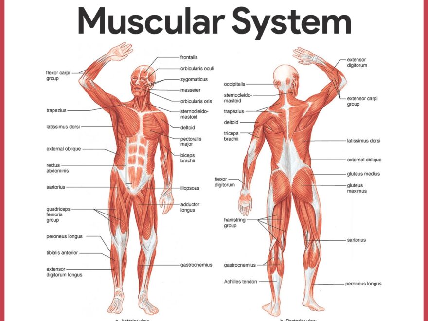 Muscular System Anatomy And Physiology Nurseslabs