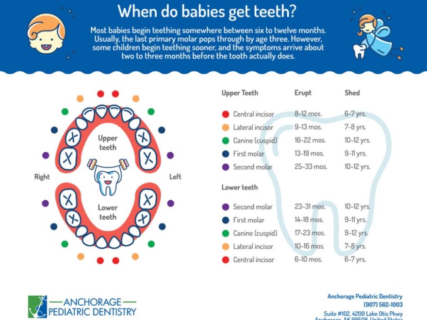 Printable Baby Teething Chart 6 12 Months Until 3 Years Old