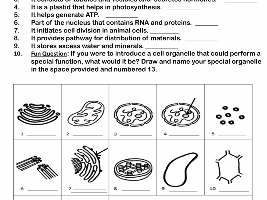 Printable Cell Structure And Function Worksheets Download