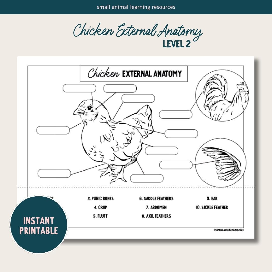 PRINTABLE Chicken External Anatomy Level 2 Etsy