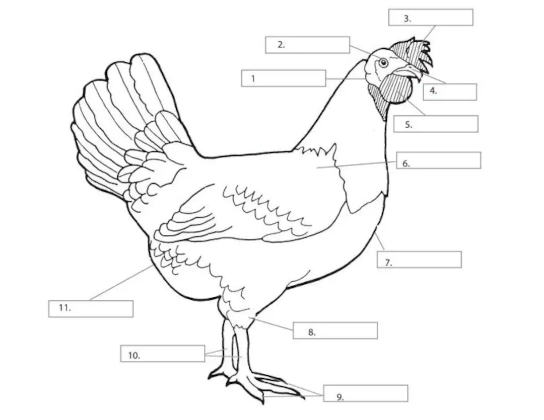 Chicken Basics Quiz Printable