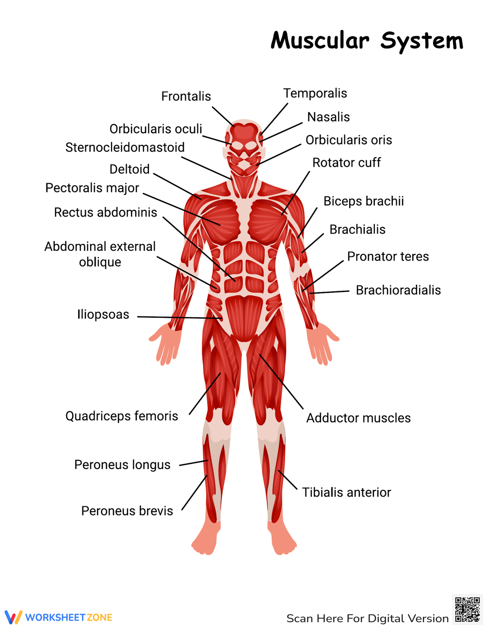 Muscle Chart Freshman Health Free Printable