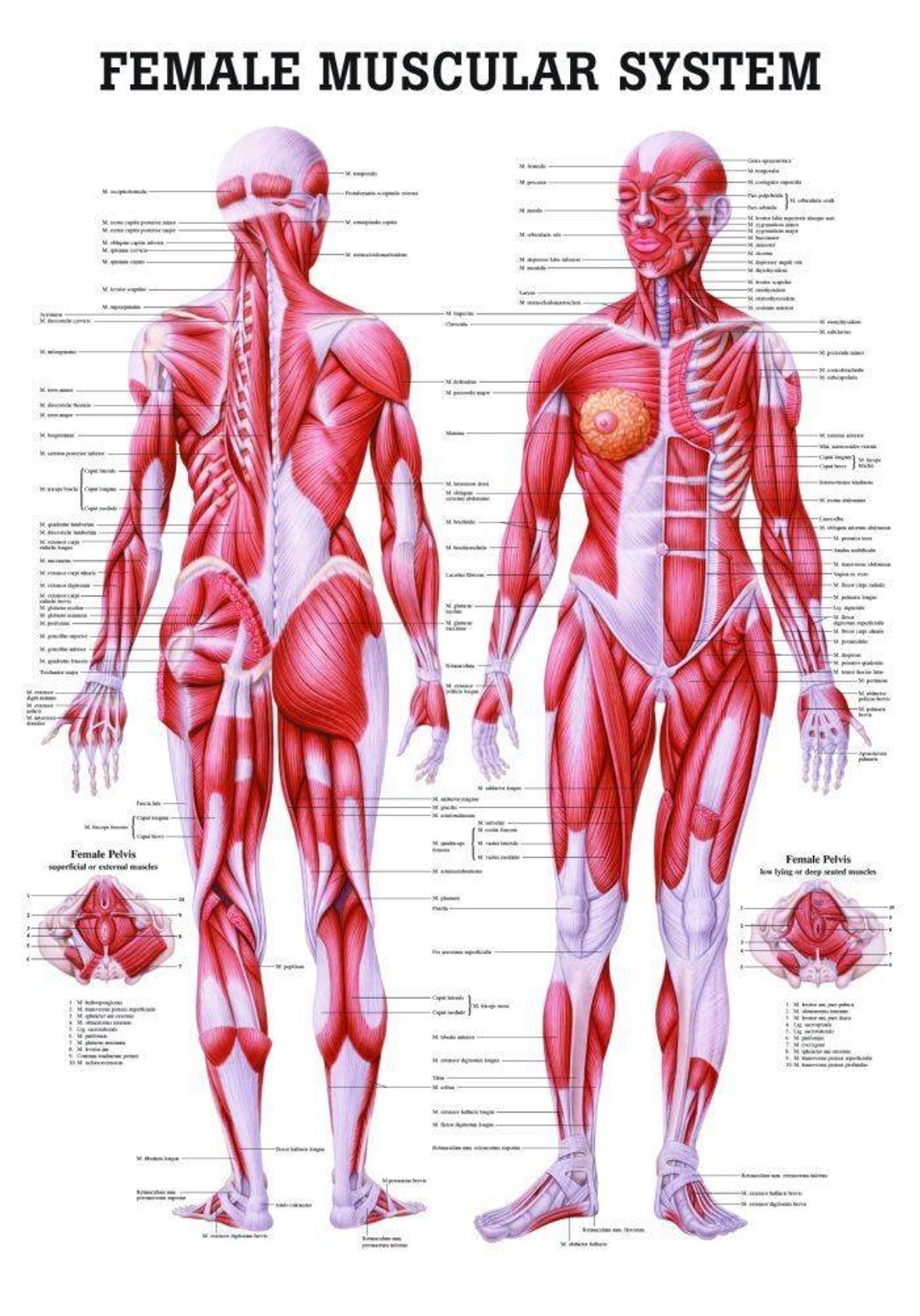 Printable Muscle Chart Of Human Body Printable Muscle Chart Of Human Body