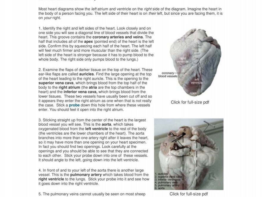 Sheep Heart Dissection