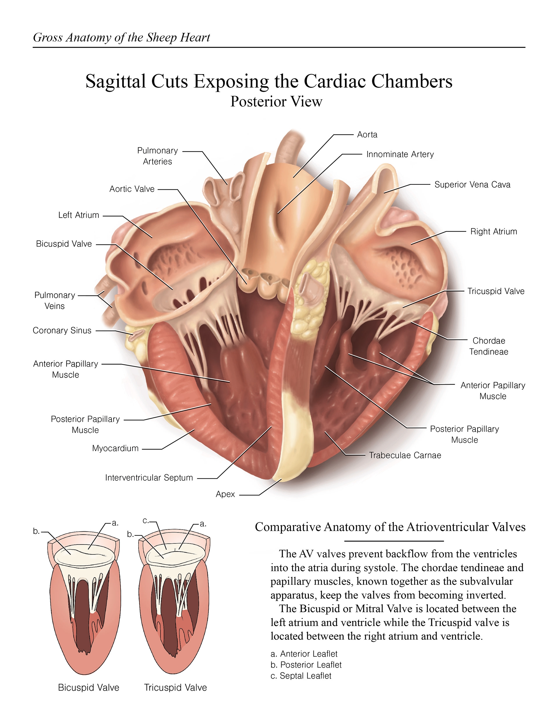 Sheep Heart Dissection Lab Science Island Worksheets Library