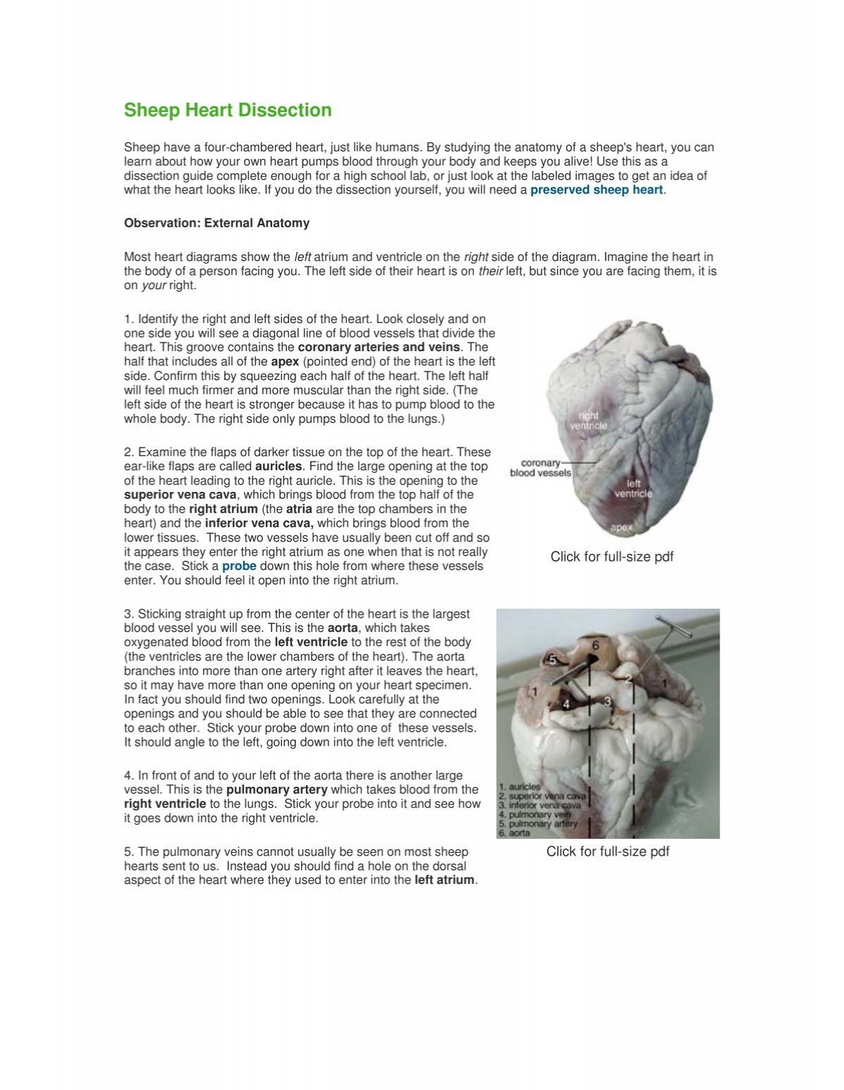Sheep Heart Dissection
