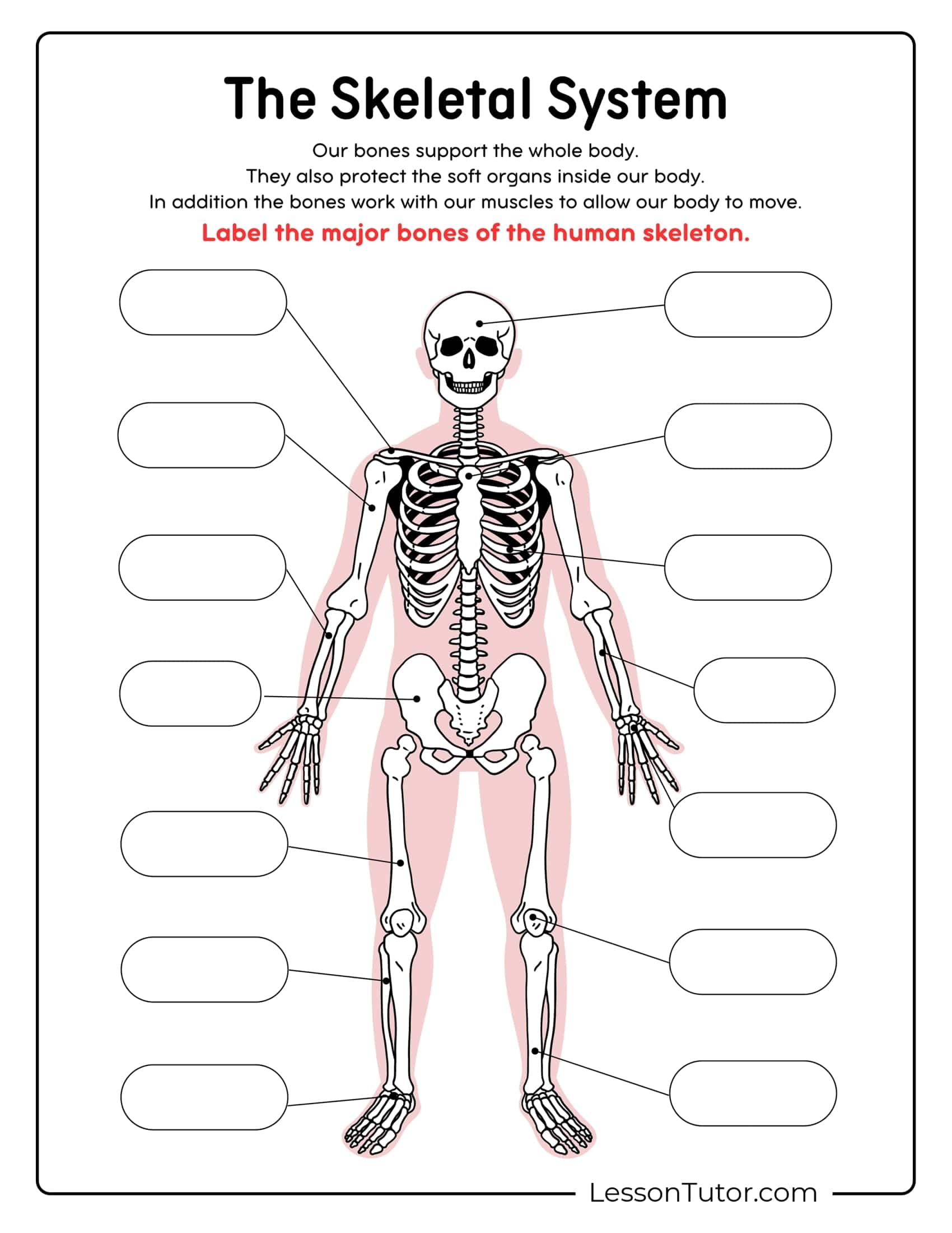 Human Skeleton Chart Printable Human Skeleton Chart Printable