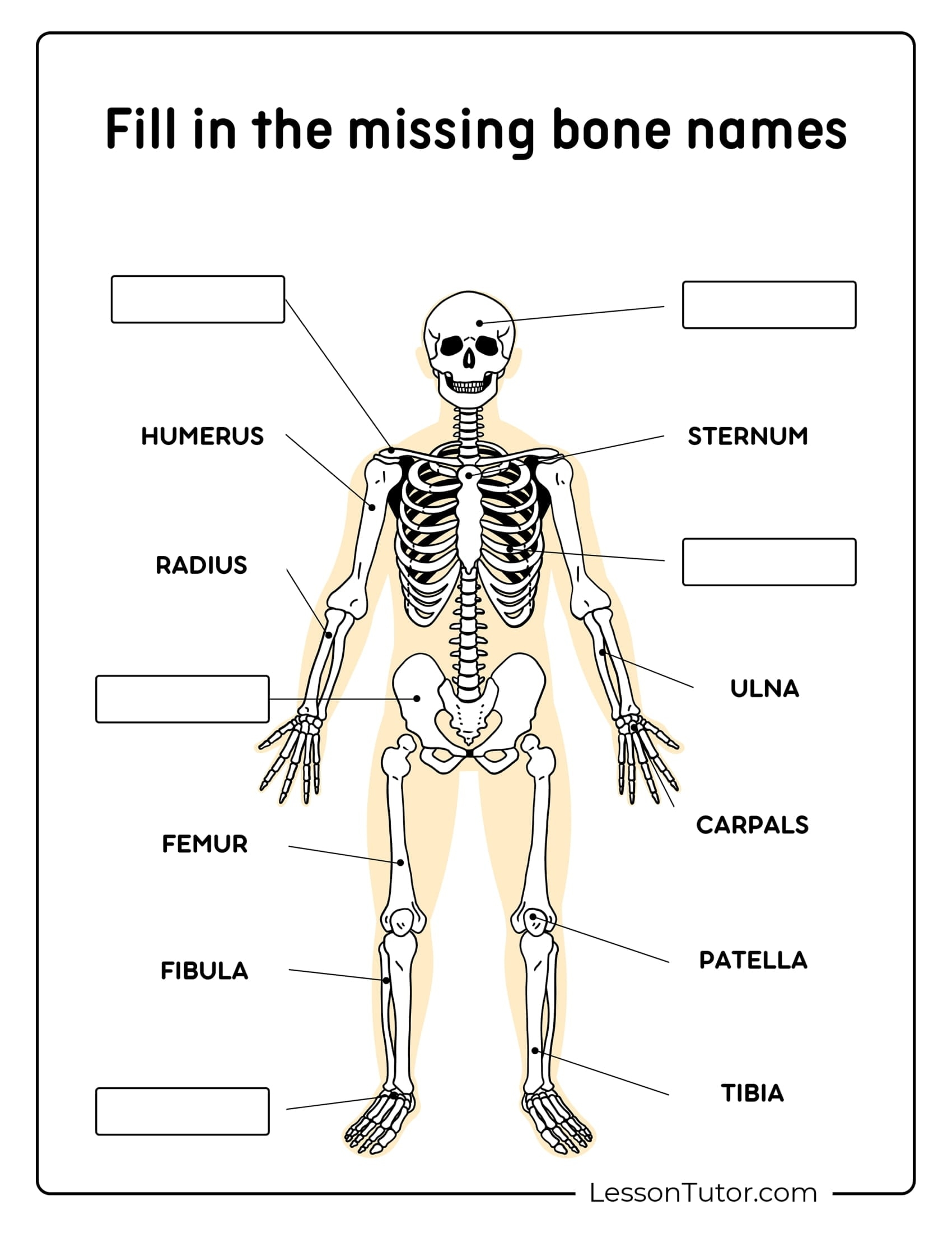 Free Printable Skeletal System Quizes Free Printable Skeletal System Quizes