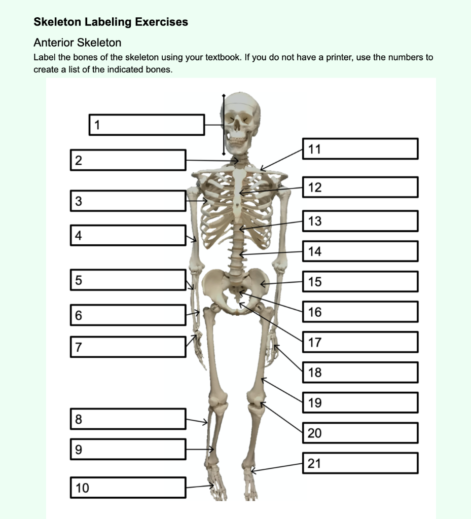 Solved Bone Names Axial Skeleton Bone Names Skull Bones Chegg Worksheets Library