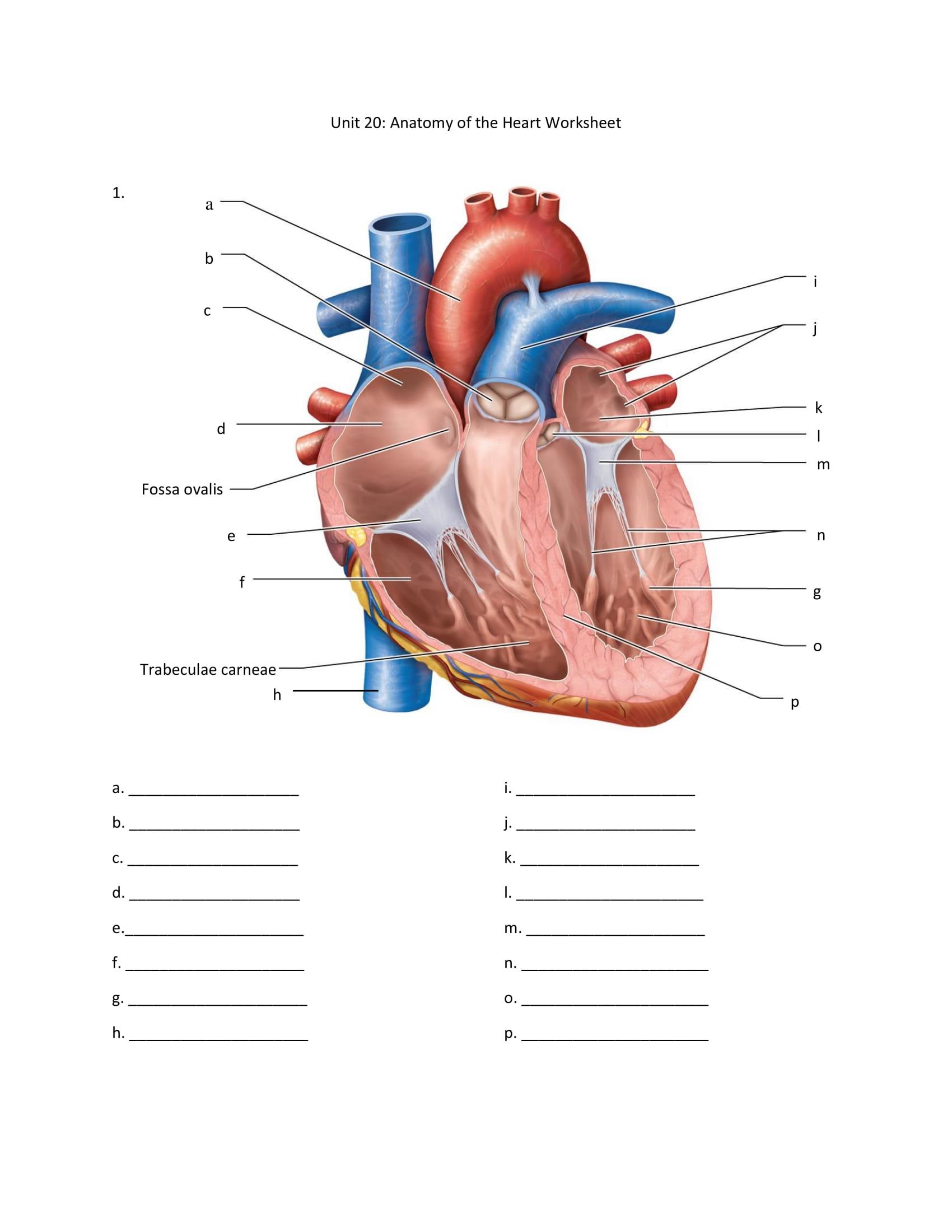 Heart Lableing Printable Quiz Heart Lableing Printable Quiz