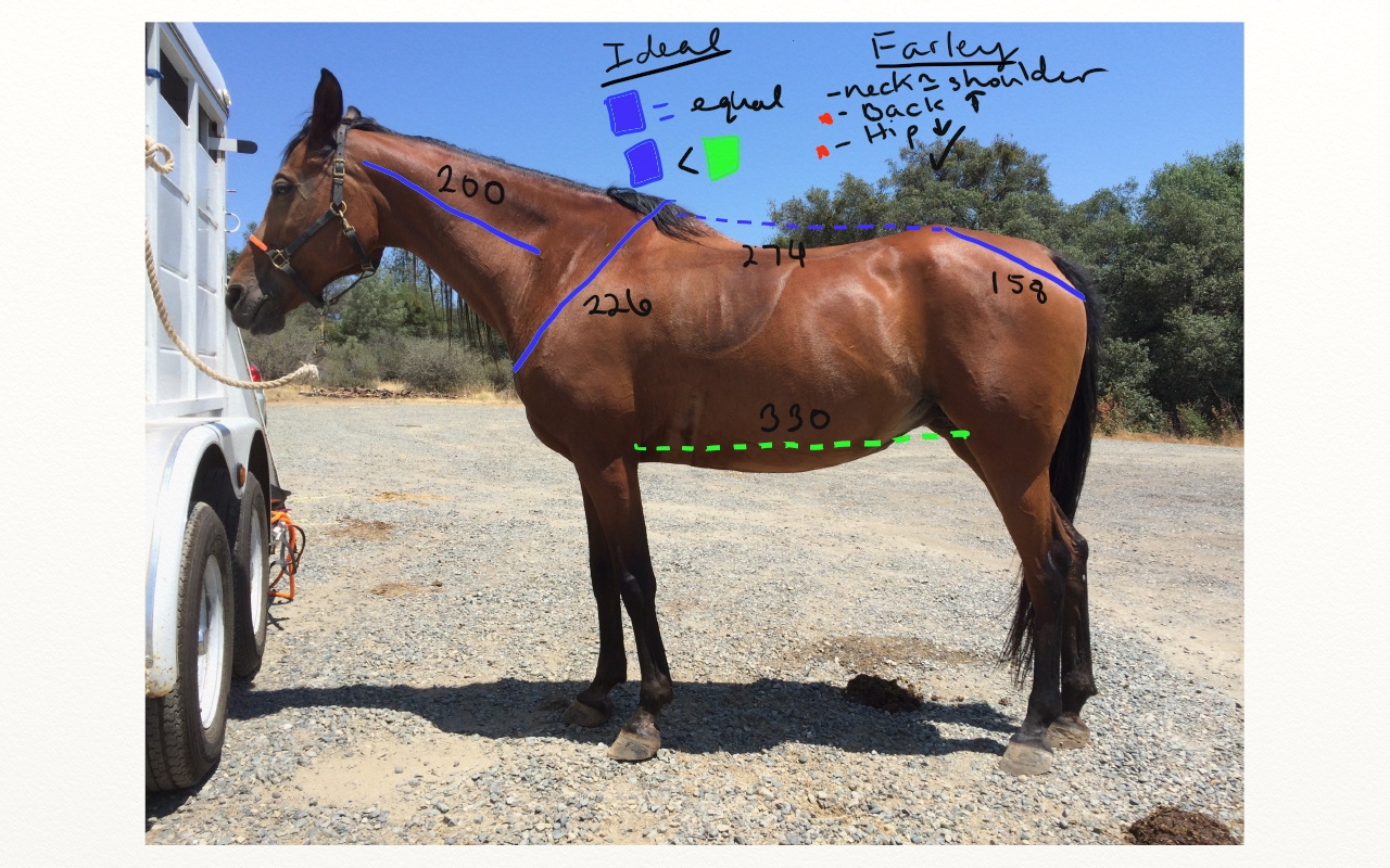 Horse Conformation Printable Guide
