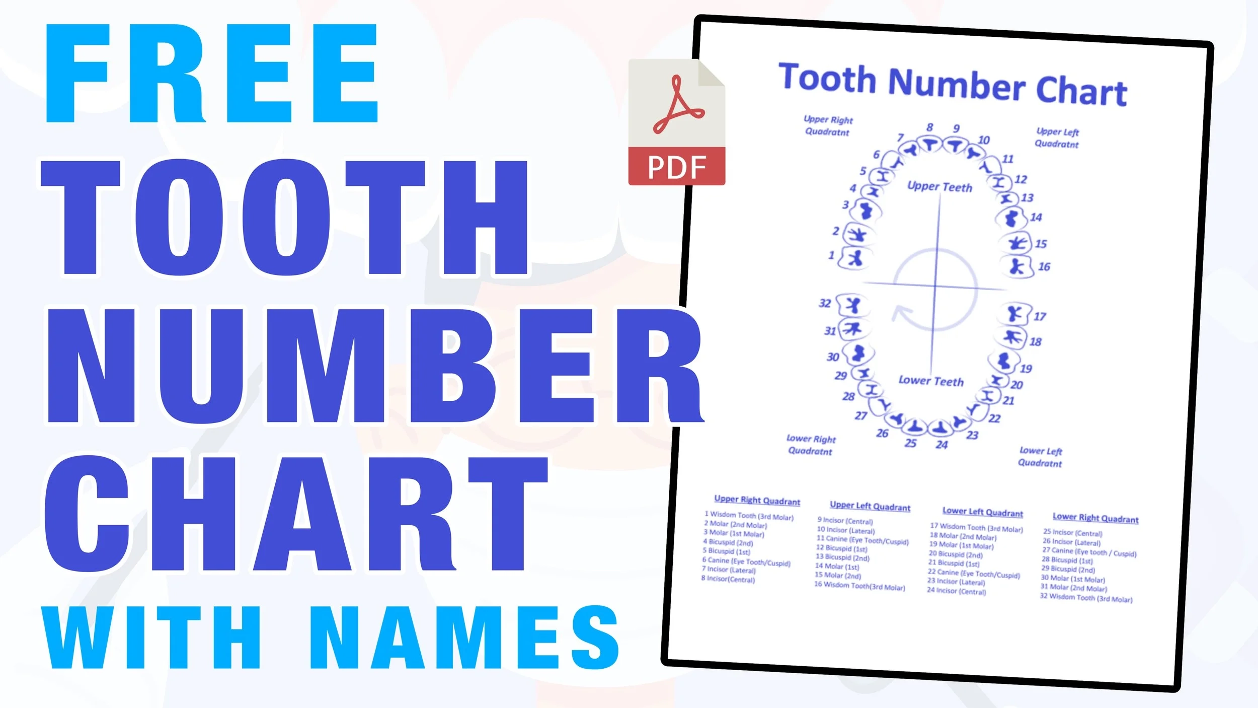 Tooth Number Chart Printable PDF Mashup Math Tooth Number Chart Printable PDF Mashup Math